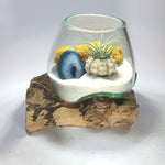 Molten Glass Air Plant Terrarium – Reindeer Moss Agate Slice Gemstones Urchin Shell 7in x 5in