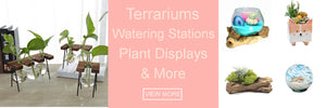 terrariums air plant display