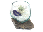 Molten Glass Air Plant Terrarium – Clear Crystal Quartz Crystal and Agate Slice Healing Chakra Gemstones 7in x 5in- Clarity - 4 Colors