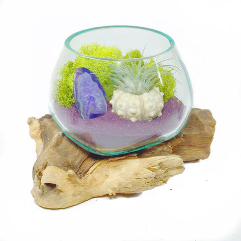 Molten Glass Air Plant Terrarium – Reindeer Moss Agate Slice Gemstones Urchin Shell 7in x 5in Medium- Purple Sand