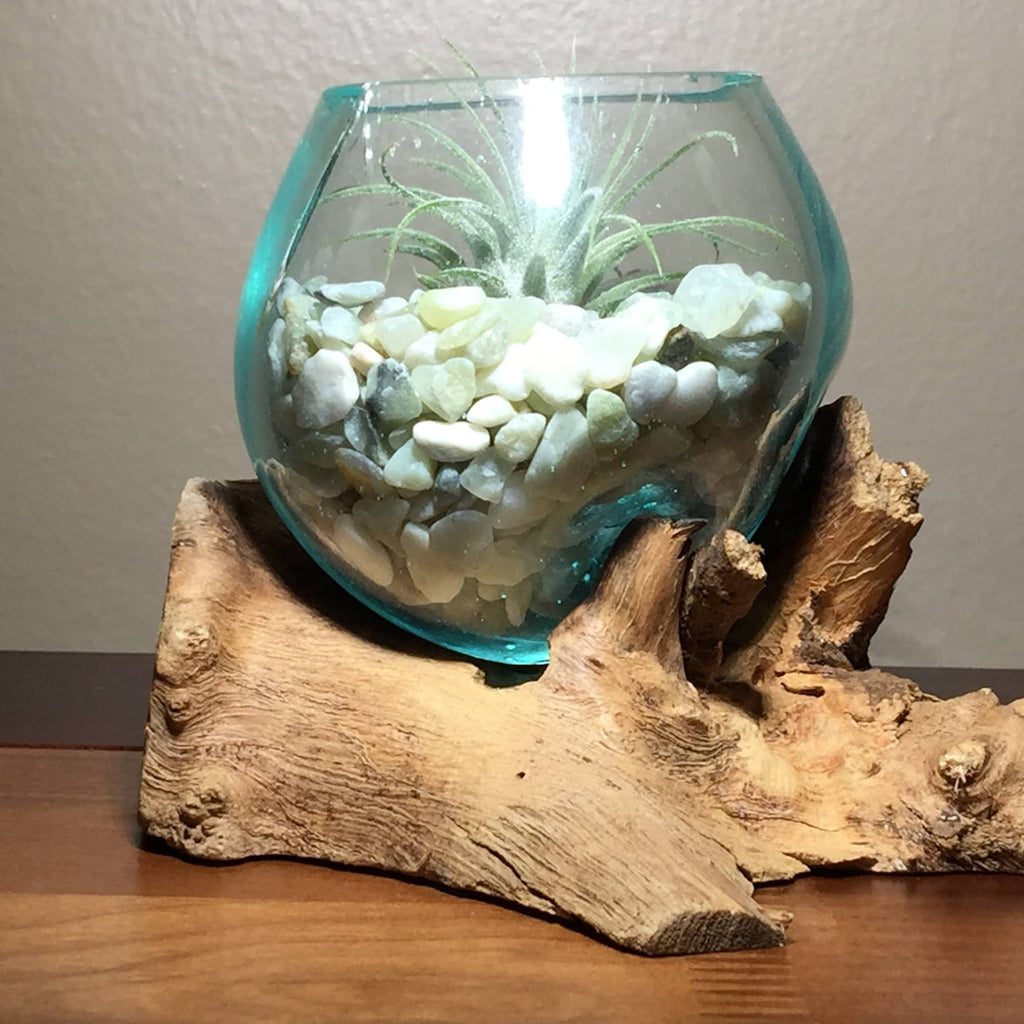 jade plant terrarium Small Air Plant Terrarium Molten Glass Driftwood Vase – Jade Bean Ston – ShelliBay