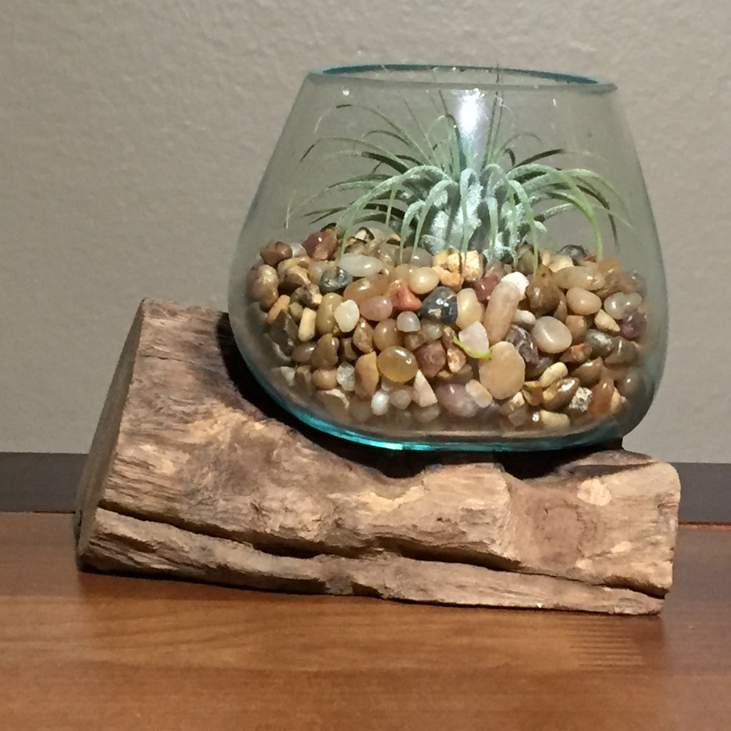 mini air plant terrarium Small Air Plant Terrarium Molten Glass Driftwood Vase – Aztec Bronze S – ShelliBay