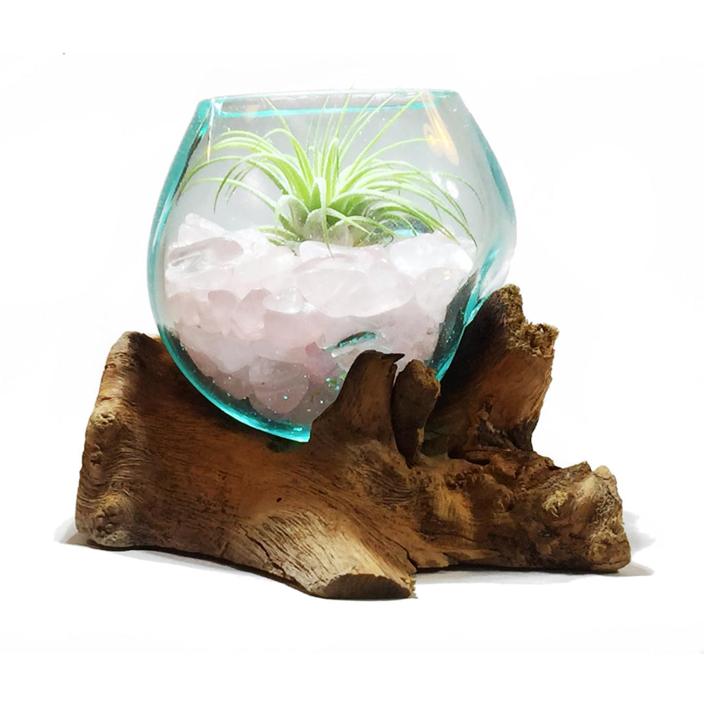 rose quartz air plant Small Air Plant Terrarium Molten Glass Driftwood Vase