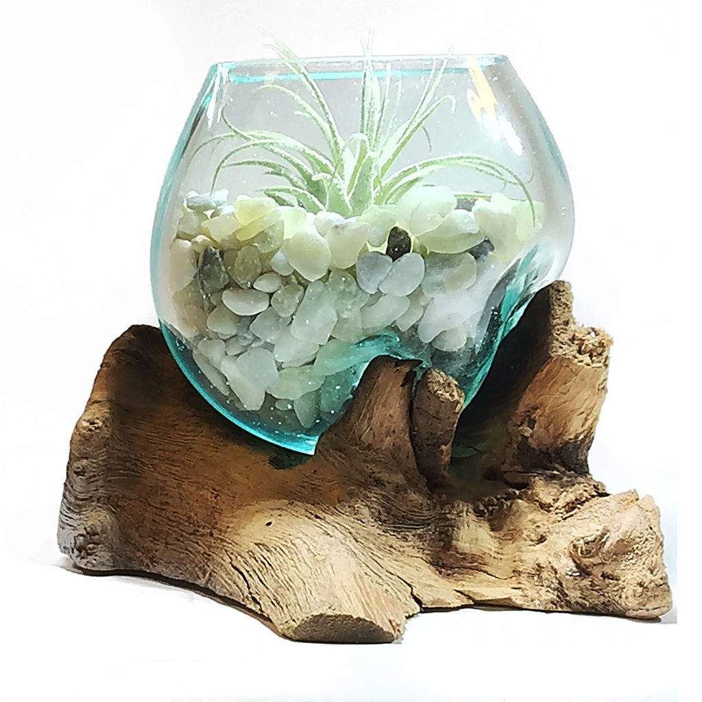 jade plant terrarium in glass vase Small Air Plant Terrarium Molten Glass Driftwood Vase – Jade Bean Ston – ShelliBay