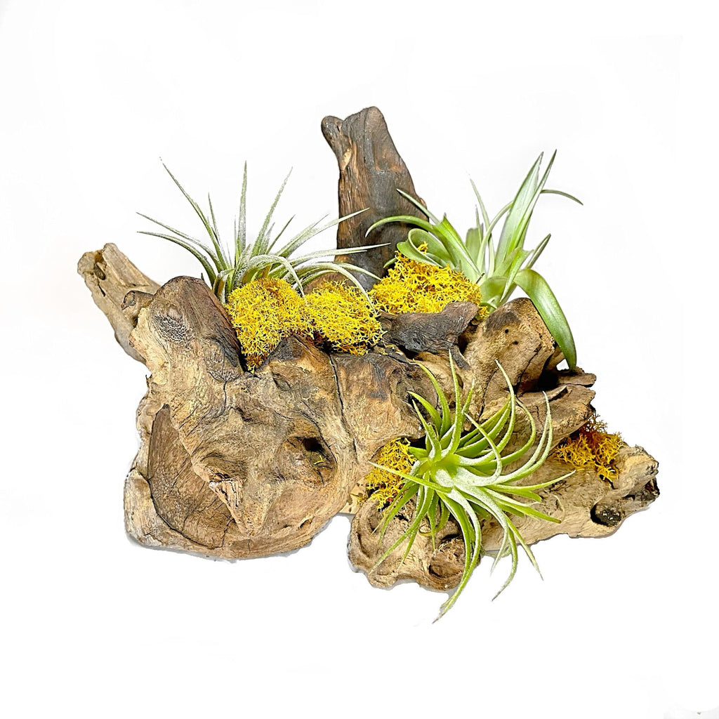 air plant wood display Air Plant Display Root Wood-With 3 Live Air Plant – ShelliBay