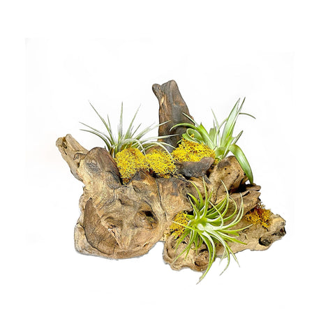 Air Plant Display Root Wood-With 3 Live Air Plant