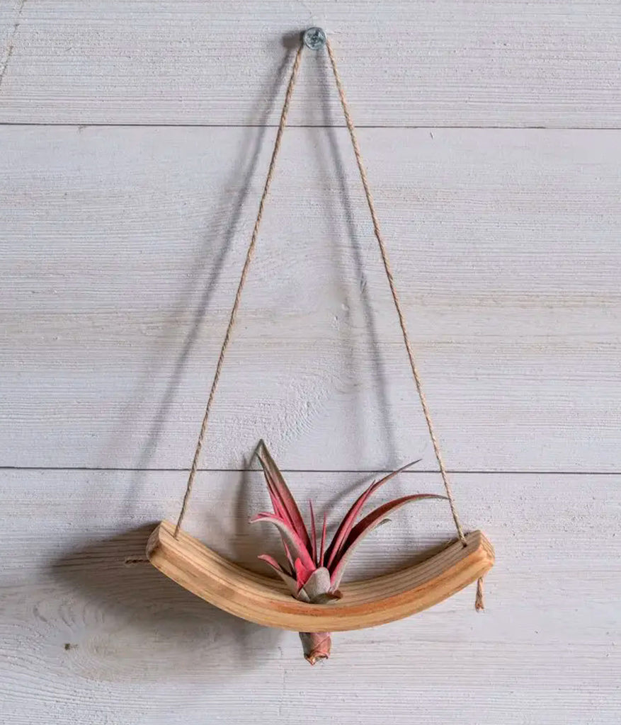mini air plant holder Mini U-Bend Air Plant Hanger – ShelliBay